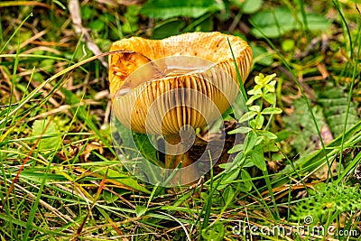 Closeup shot of a mushroom with an upturned cap in a forest Stock Photo