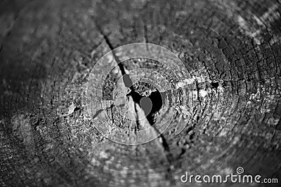 Closeup shot of natural wood cut furrow, tree ring with a shallow sharpness focus in black and white tone. Stock Photo