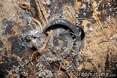 Closeup shot of New Guinea flatworm and wandering broadhead planarian worms crawling on a tree trunk Stock Photo