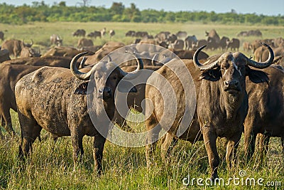 Closeup shot of obstinacy of buffalo in a green field on a sunny day Stock Photo