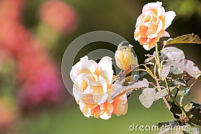 Closeup shot of a orange bullfinch perched on a small branch of roses Stock Photo
