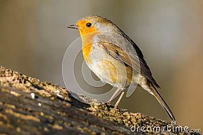 Closeup shot of an orange robin bird perched on a tree branch Stock Photo
