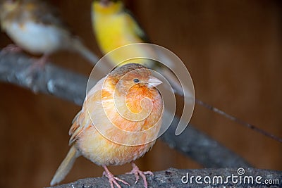 Closeup shot of an orange robin on a blurred background Stock Photo