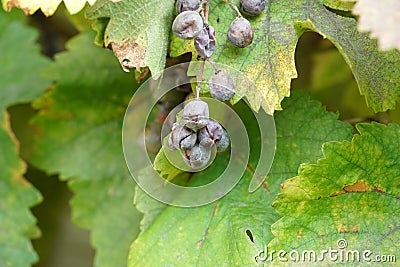 Closeup shot over-riped grapes on the vine with a blurred background Stock Photo