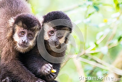 Closeup shot of a pair of cute capuchin monkey Stock Photo