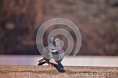 Closeup shot of a pair of pigeons perched on a border Stock Photo