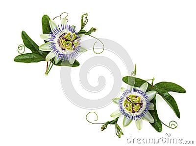 Passion flower on white. Stock Photo