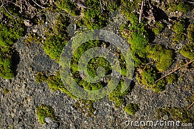 Closeup shot of patches of moss on a gray stone material Stock Photo