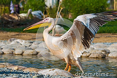 Closeup shot of a pelican spreading its wings at Al Areen Wildlife Park in Bahrain Stock Photo