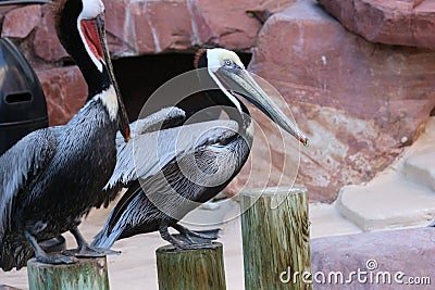 Closeup shot of pelicans perched on wooden pillars Stock Photo