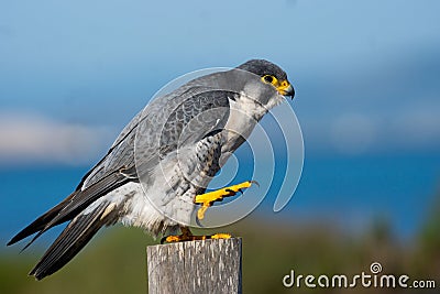 Closeup shot of a perched peregrine falcon (Falco peregrinus) Stock Photo