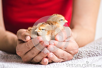 Closeup shot of a person holding brown chicks on a cloth Stock Photo