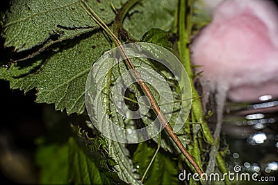 Closeup shot of a phasmid on green plants Stock Photo