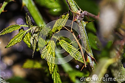 Closeup shot of a phasmid on green plants Stock Photo