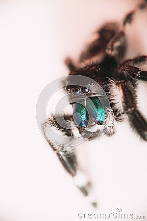 Closeup shot of a Phidippus audax, a bold jumping spider Stock Photo