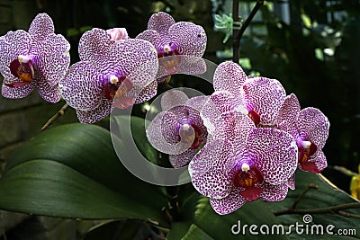 Closeup shot of Philippine ground orchid flowers in a botanical garden Stock Photo