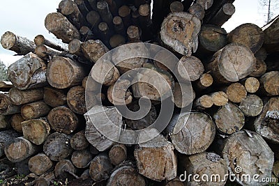 Closeup shot of a pile of logs Stock Photo