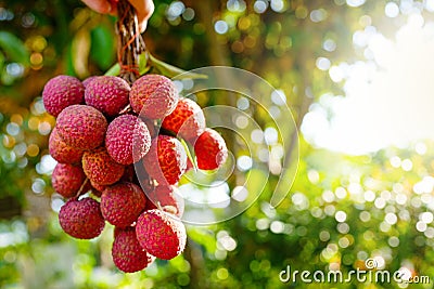 Closeup shot of a pile of lychees hanging from a tree Stock Photo