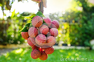 Closeup shot of a pile of lychees hanging from a tree Stock Photo