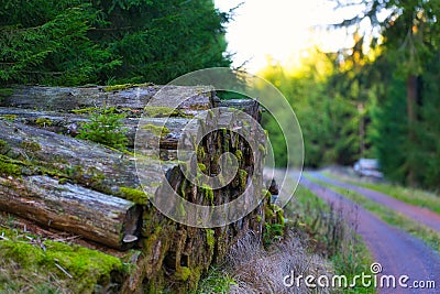 Closeup shot of a pile of mossy logs in the Thuringian Forest Stock Photo