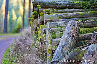 Closeup shot of a pile of mossy logs in the Thuringian Forest Stock Photo