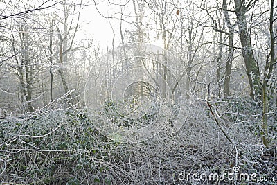 Closeup shot of a pile of thin branches and grass under the brown leafless trees in a forest Stock Photo