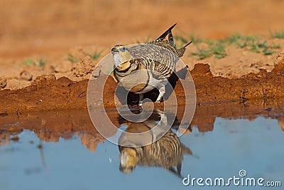 Closeup shot of a pin-tailed sandgrouse near the water Stock Photo