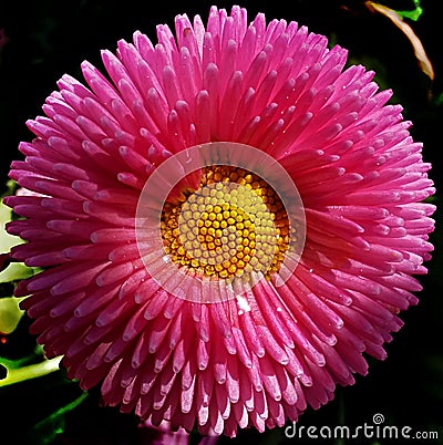 Closeup shot of a pink chrysanth on a blurry background Stock Photo
