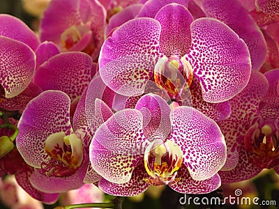 Closeup shot of pink spotted orchids in full bloom Stock Photo