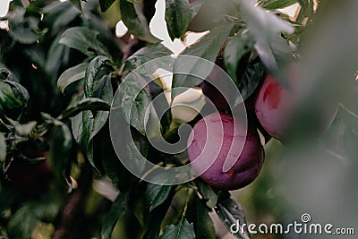 Closeup shot of plums on a foliage branch Stock Photo