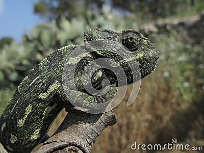 Closeup shot of a profile of a Mediterranean chameleon sitting on a branch in Malta Stock Photo