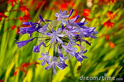 Closeup shot of a purple African lilly in the garden inside the Adamson Beach House in Malibu, CA Stock Photo