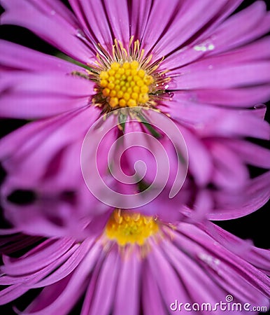 Closeup shot purple aster flower reflection on a mirror isolated on a dark background Stock Photo