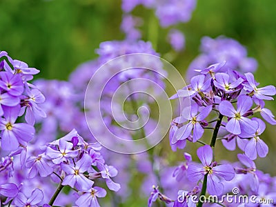 Closeup shot of purple flowers of Hesperis matronalis plant Stock Photo