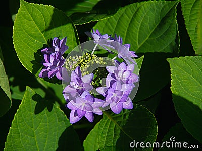 Closeup shot of a purple hydrangea flowering in mid-spring with bright green leaves under bright sun Stock Photo