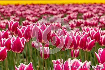 Closeup shot of purple Sprenger's tulips field with a blurred background Stock Photo