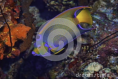 Closeup shot of a Queen Angel Fish swimming over coral Stock Photo