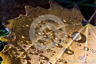 Closeup shot of raindrops shimmering on a weathered leaf Stock Photo