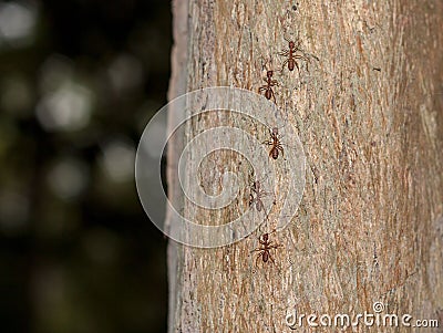 Closeup shot of red ants climbing the tree Stock Photo