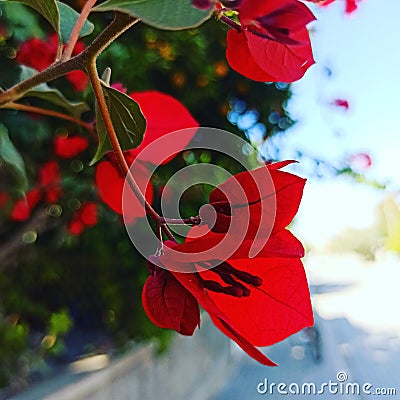 Closeup shot of red Bougainvillea blossoms Stock Photo