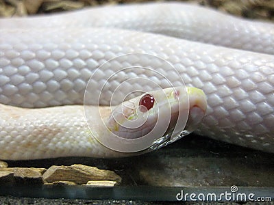 Closeup shot of a red eyed white snake Stock Photo