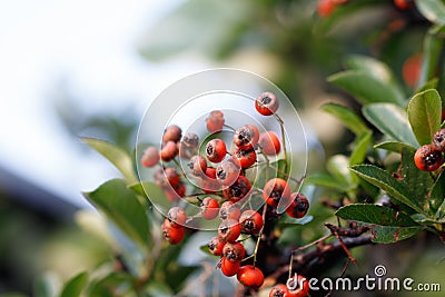Closeup shot of the red hawthorns on the tree branches Stock Photo