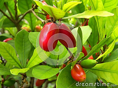 Closeup shot of red Miracle fruit on a branch in a garden on a sunny afternoon Stock Photo