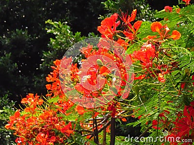 closeup shot of red Royal Poinciana flowers in a garden Stock Photo