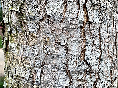 Closeup shot of a rough trunk with patterns in detail, perfect for backgrounds Stock Photo