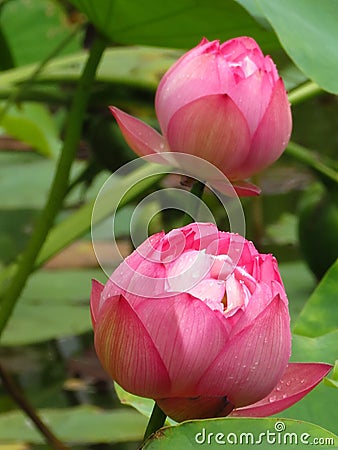 Closeup shot of a sacred bud of couple unopened lotus flowers with waterdrop on petals Stock Photo