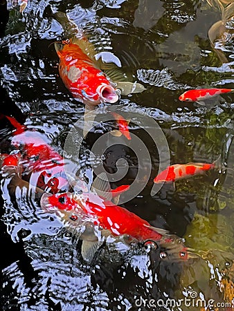 Closeup shot of a school of Kohaku fish swimming in the pool in the daylight Stock Photo