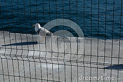 Closeup shot of a seagull standing on a stone border near the sea on an iron net foreground Stock Photo