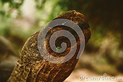 Closeup shot of a serpent snake in the jungle Stock Photo
