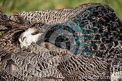 Closeup shot of a sleeping Indian peafowl on a sunny day with blur background Stock Photo